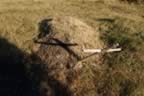 CRW_1607.JPG (85kb)