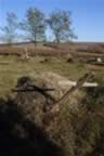 CRW_1608.JPG (69kb)